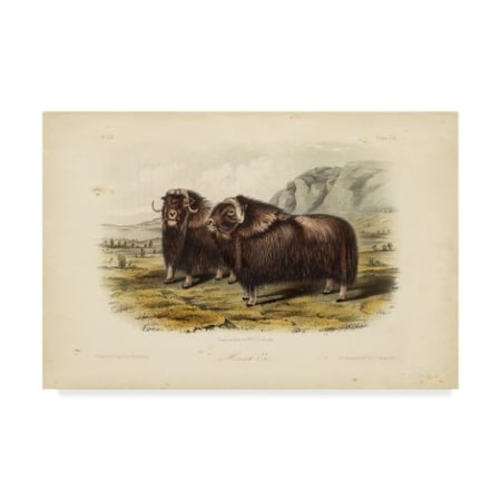 John James Audubon 'Musk Ox' Canvas Art,30x47